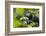 Africa, Uganda, Kibale National Park. Male chimpanzees pant-hoots his response.-Kristin Mosher-Framed Photographic Print