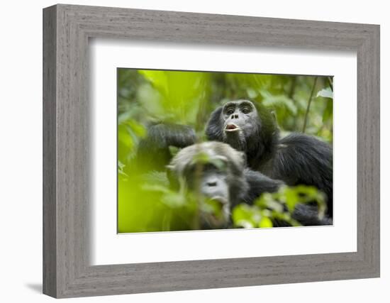 Africa, Uganda, Kibale National Park. Male chimpanzees pant-hoots his response.-Kristin Mosher-Framed Photographic Print