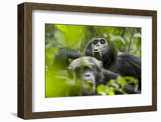 Africa, Uganda, Kibale National Park. Male chimpanzees pant-hoots his response.-Kristin Mosher-Framed Photographic Print