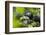 Africa, Uganda, Kibale National Park. Male chimpanzees pant-hoots his response.-Kristin Mosher-Framed Photographic Print