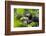 Africa, Uganda, Kibale National Park. Male chimpanzees pant-hoots his response.-Kristin Mosher-Framed Photographic Print