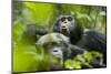 Africa, Uganda, Kibale National Park. Male chimpanzees pant-hoots his response.-Kristin Mosher-Mounted Photographic Print