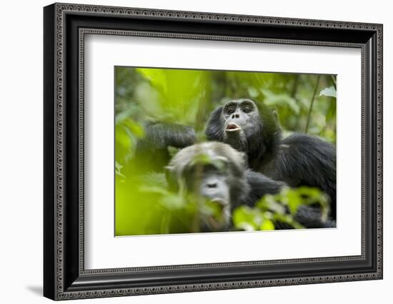 Africa, Uganda, Kibale National Park. Male chimpanzees pant-hoots his response.-Kristin Mosher-Framed Photographic Print