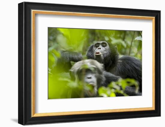 Africa, Uganda, Kibale National Park. Male chimpanzees pant-hoots his response.-Kristin Mosher-Framed Photographic Print