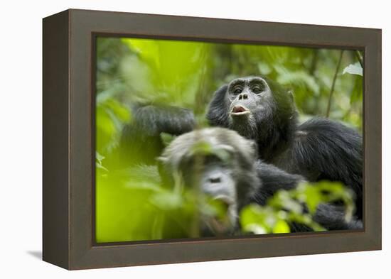 Africa, Uganda, Kibale National Park. Male chimpanzees pant-hoots his response.-Kristin Mosher-Framed Premier Image Canvas