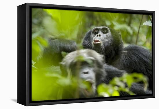 Africa, Uganda, Kibale National Park. Male chimpanzees pant-hoots his response.-Kristin Mosher-Framed Premier Image Canvas