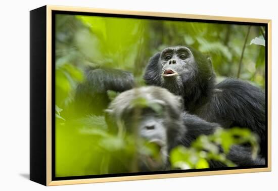 Africa, Uganda, Kibale National Park. Male chimpanzees pant-hoots his response.-Kristin Mosher-Framed Premier Image Canvas