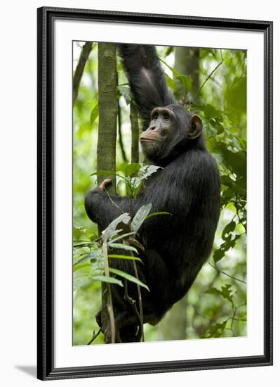 Africa, Uganda, Kibale National Park, Ngogo. Young adult male chimpanzee climbing.-Kristin Mosher-Framed Premium Photographic Print