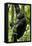 Africa, Uganda, Kibale National Park, Ngogo. Young adult male chimpanzee climbing.-Kristin Mosher-Framed Premier Image Canvas