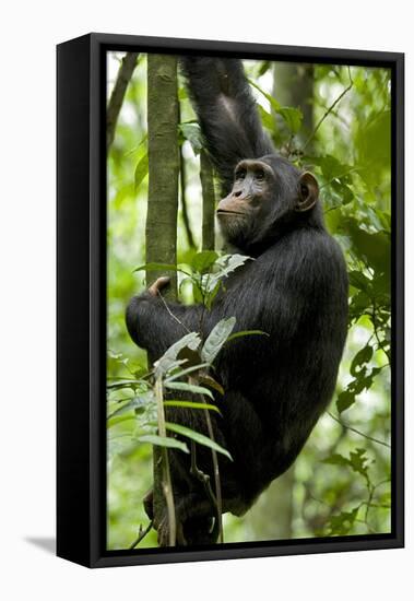 Africa, Uganda, Kibale National Park, Ngogo. Young adult male chimpanzee climbing.-Kristin Mosher-Framed Premier Image Canvas