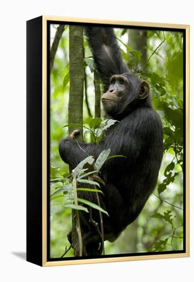 Africa, Uganda, Kibale National Park, Ngogo. Young adult male chimpanzee climbing.-Kristin Mosher-Framed Premier Image Canvas