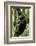 Africa, Uganda, Kibale National Park, Ngogo. Young adult male chimpanzee climbing.-Kristin Mosher-Framed Photographic Print