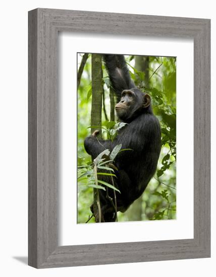 Africa, Uganda, Kibale National Park, Ngogo. Young adult male chimpanzee climbing.-Kristin Mosher-Framed Photographic Print