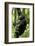 Africa, Uganda, Kibale National Park, Ngogo. Young adult male chimpanzee climbing.-Kristin Mosher-Framed Photographic Print