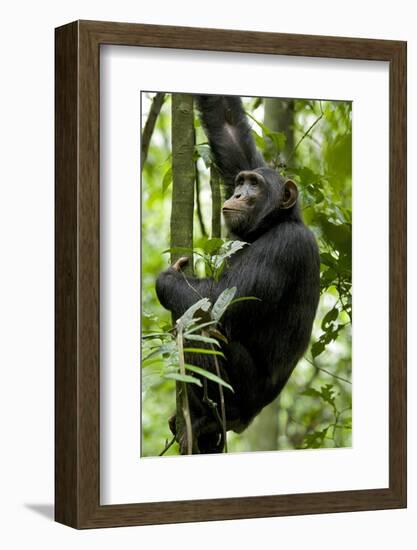 Africa, Uganda, Kibale National Park, Ngogo. Young adult male chimpanzee climbing.-Kristin Mosher-Framed Photographic Print