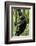 Africa, Uganda, Kibale National Park, Ngogo. Young adult male chimpanzee climbing.-Kristin Mosher-Framed Photographic Print