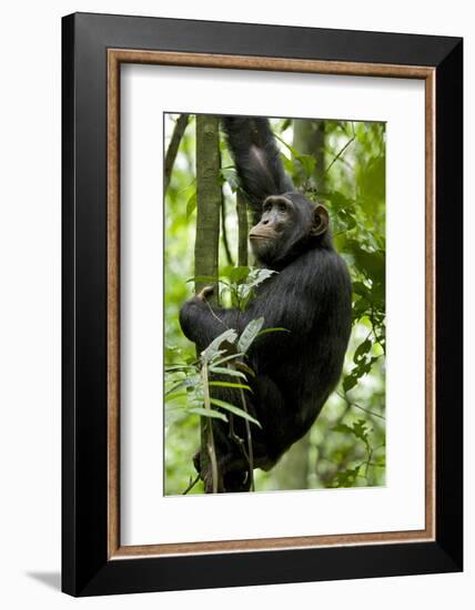 Africa, Uganda, Kibale National Park, Ngogo. Young adult male chimpanzee climbing.-Kristin Mosher-Framed Photographic Print