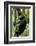 Africa, Uganda, Kibale National Park, Ngogo. Young adult male chimpanzee climbing.-Kristin Mosher-Framed Photographic Print