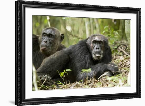 Africa, Uganda, Kibale National Park. Two resting male chimpanzees.-Kristin Mosher-Framed Premium Photographic Print