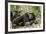 Africa, Uganda, Kibale National Park. Two resting male chimpanzees.-Kristin Mosher-Framed Premium Photographic Print