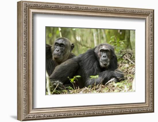 Africa, Uganda, Kibale National Park. Two resting male chimpanzees.-Kristin Mosher-Framed Photographic Print