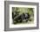 Africa, Uganda, Kibale National Park. Two resting male chimpanzees.-Kristin Mosher-Framed Photographic Print