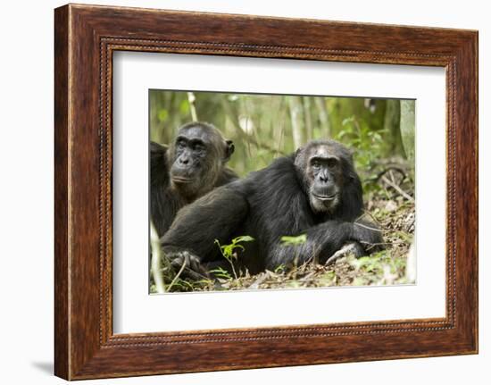 Africa, Uganda, Kibale National Park. Two resting male chimpanzees.-Kristin Mosher-Framed Photographic Print