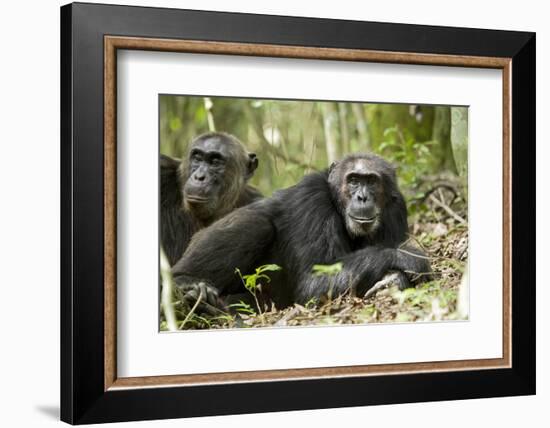 Africa, Uganda, Kibale National Park. Two resting male chimpanzees.-Kristin Mosher-Framed Photographic Print