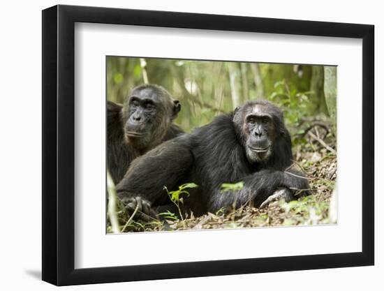 Africa, Uganda, Kibale National Park. Two resting male chimpanzees.-Kristin Mosher-Framed Photographic Print