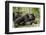 Africa, Uganda, Kibale National Park. Two resting male chimpanzees.-Kristin Mosher-Framed Photographic Print