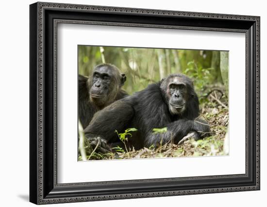 Africa, Uganda, Kibale National Park. Two resting male chimpanzees.-Kristin Mosher-Framed Photographic Print