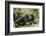 Africa, Uganda, Kibale National Park. Two resting male chimpanzees.-Kristin Mosher-Framed Photographic Print