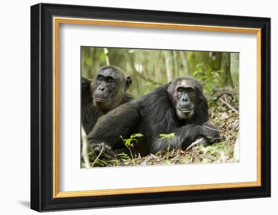 Africa, Uganda, Kibale National Park. Two resting male chimpanzees.-Kristin Mosher-Framed Photographic Print