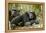 Africa, Uganda, Kibale National Park. Two resting male chimpanzees.-Kristin Mosher-Framed Premier Image Canvas