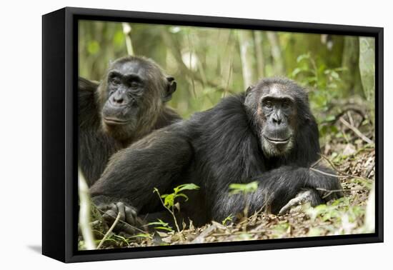 Africa, Uganda, Kibale National Park. Two resting male chimpanzees.-Kristin Mosher-Framed Premier Image Canvas