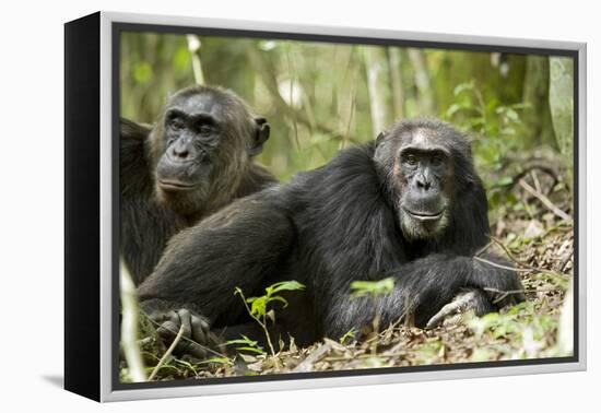 Africa, Uganda, Kibale National Park. Two resting male chimpanzees.-Kristin Mosher-Framed Premier Image Canvas