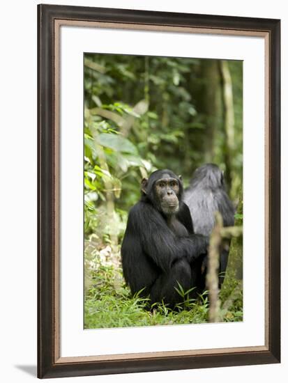 Africa, Uganda, Kibale National Park. Watchful young adult male chimpanzee named Peterson.-Kristin Mosher-Framed Premium Photographic Print