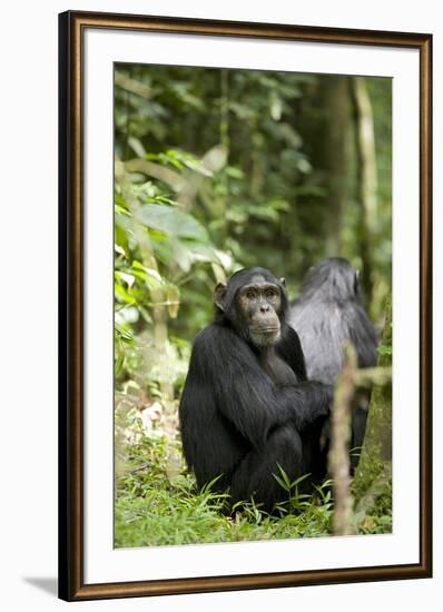 Africa, Uganda, Kibale National Park. Watchful young adult male chimpanzee named Peterson.-Kristin Mosher-Framed Premium Photographic Print