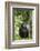 Africa, Uganda, Kibale National Park. Watchful young adult male chimpanzee named Peterson.-Kristin Mosher-Framed Photographic Print