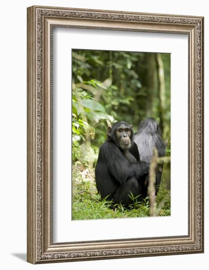 Africa, Uganda, Kibale National Park. Watchful young adult male chimpanzee named Peterson.-Kristin Mosher-Framed Photographic Print