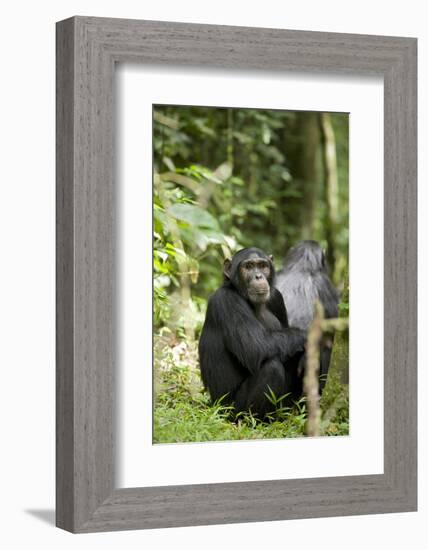 Africa, Uganda, Kibale National Park. Watchful young adult male chimpanzee named Peterson.-Kristin Mosher-Framed Photographic Print