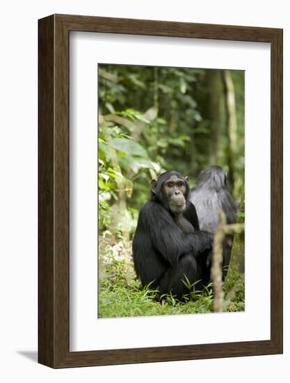 Africa, Uganda, Kibale National Park. Watchful young adult male chimpanzee named Peterson.-Kristin Mosher-Framed Photographic Print