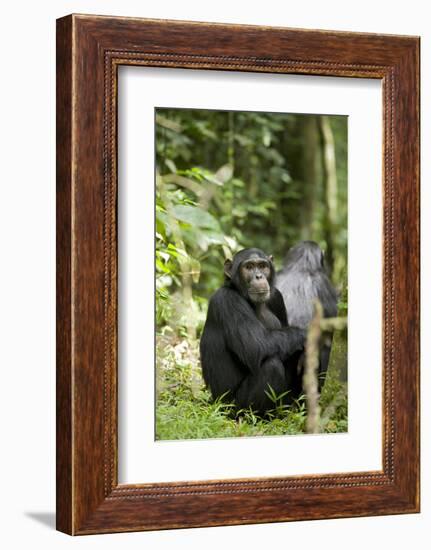 Africa, Uganda, Kibale National Park. Watchful young adult male chimpanzee named Peterson.-Kristin Mosher-Framed Photographic Print