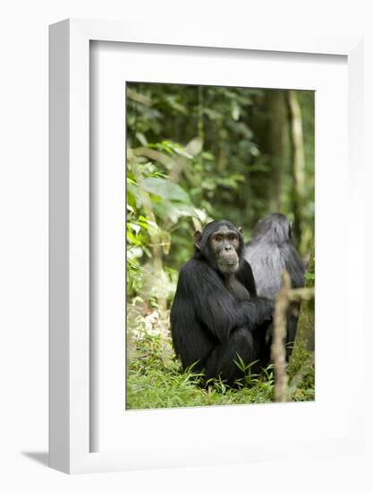 Africa, Uganda, Kibale National Park. Watchful young adult male chimpanzee named Peterson.-Kristin Mosher-Framed Photographic Print