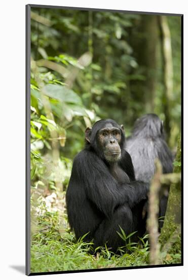 Africa, Uganda, Kibale National Park. Watchful young adult male chimpanzee named Peterson.-Kristin Mosher-Mounted Photographic Print