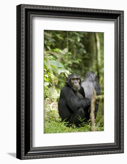 Africa, Uganda, Kibale National Park. Watchful young adult male chimpanzee named Peterson.-Kristin Mosher-Framed Photographic Print