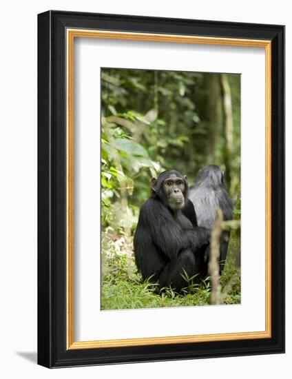 Africa, Uganda, Kibale National Park. Watchful young adult male chimpanzee named Peterson.-Kristin Mosher-Framed Photographic Print