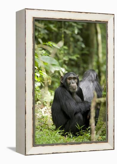 Africa, Uganda, Kibale National Park. Watchful young adult male chimpanzee named Peterson.-Kristin Mosher-Framed Premier Image Canvas