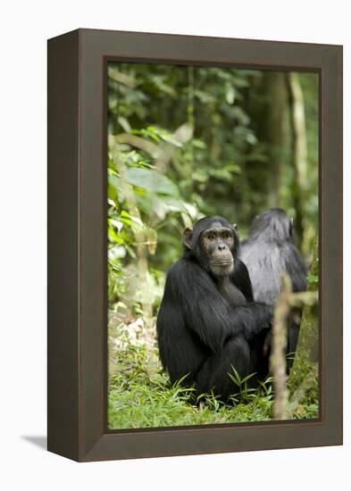 Africa, Uganda, Kibale National Park. Watchful young adult male chimpanzee named Peterson.-Kristin Mosher-Framed Premier Image Canvas