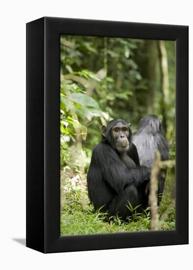 Africa, Uganda, Kibale National Park. Watchful young adult male chimpanzee named Peterson.-Kristin Mosher-Framed Premier Image Canvas